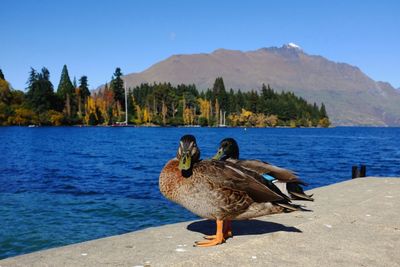 Ducks on a lake