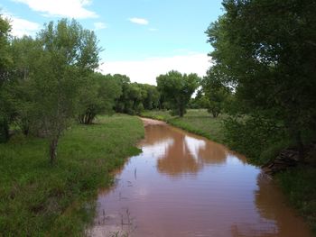 Scenic view of river amidst trees in forest