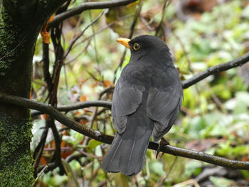 Blackbird perching