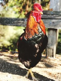 Close-up of rooster