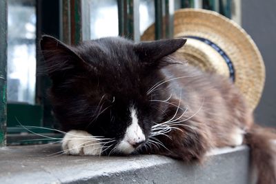 Close-up of cat