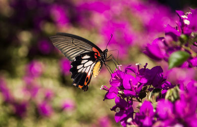 Close-up of butterfly pollinating flower