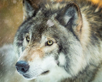 Close-up portrait of a dog