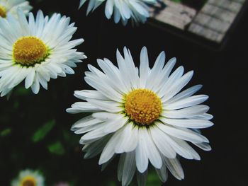 Close-up of white daisy flower