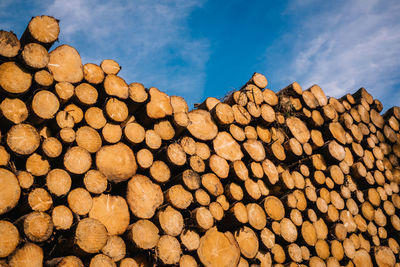 Stack of logs in forest