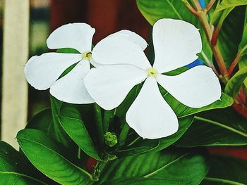 Close-up of white flowering plant