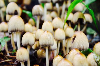 Close-up of mushrooms growing outdoors