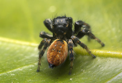 Close-up of spider on leaf