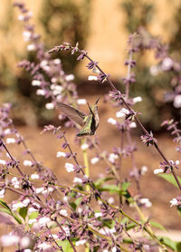 Close-up of hummingbird flying around flowers