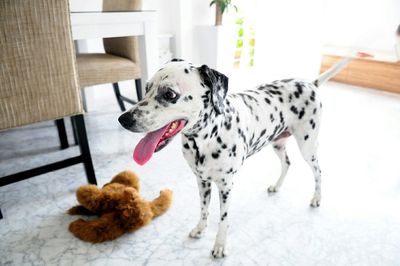 High angle view of dalmatian with stuffed toy at home