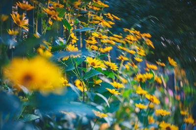 Close-up of yellow flowering plant on field