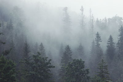 Trees in forest during foggy weather