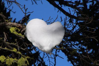 Close-up of heart shape on tree