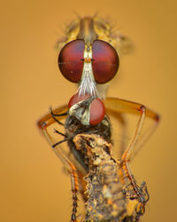 Close-up of fly
