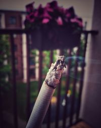 Close-up of hand holding cigarette