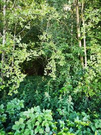 High angle view of flowering plants and trees in forest