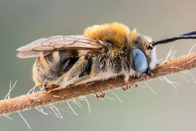 Close-up of butterfly