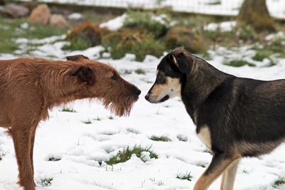 Dogs running on snow covered field