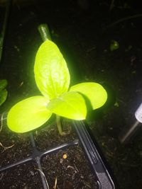 High angle view of water drops on plant