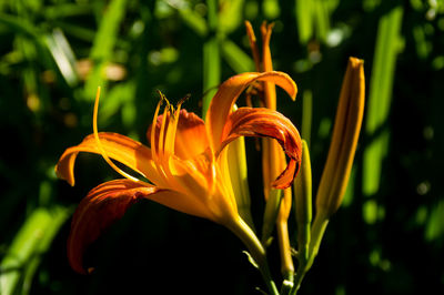 Close-up of orange lily