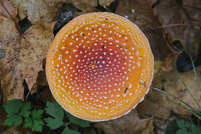 Close-up of fly agaric mushroom on field