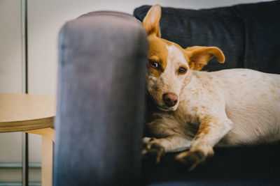Portrait of dog lying on sofa at home
