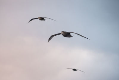 Low angle view of birds flying in sky
