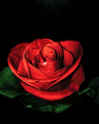 Close-up of red rose against black background