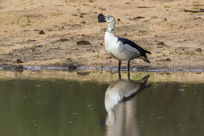 Bird perching on a lake