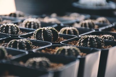 Close-up of vegetables for sale in market