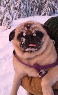 Portrait of dog sitting on snow