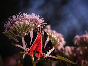 Close-up of butterfly on pink flower