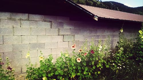 Plants growing in front of building