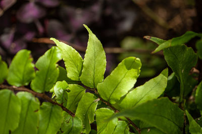 Close-up of green leaves