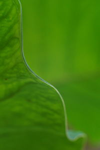 Close-up of green leaf on field