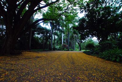 Trees in park