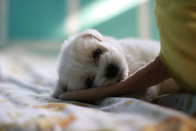 Close-up of dog relaxing