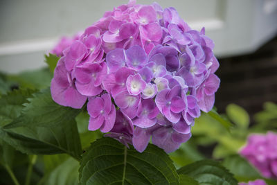 Close-up of purple hydrangea