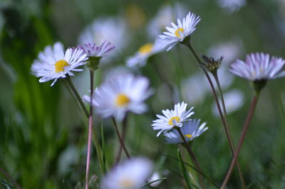 Close-up of white flowering plant on field