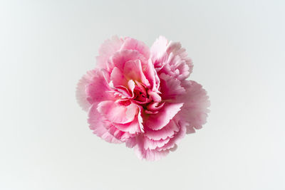 Close-up of pink flower against white background