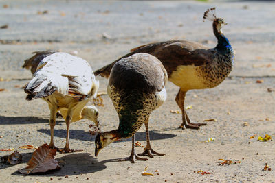 Flock of birds on land