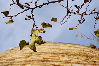 Low angle view of leaves growing on tree against sky