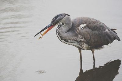 High angle view of gray heron perching on a lake