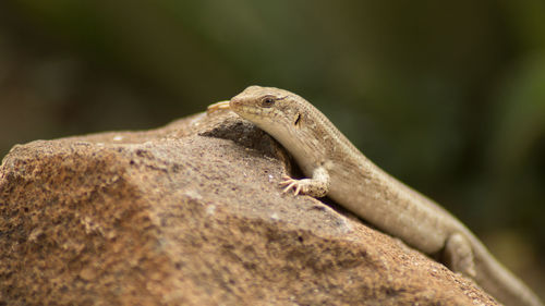 Close-up of lizard on ground