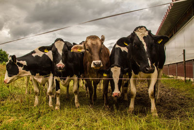 Cows on grassy field against cloudy sky