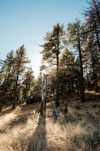 Trees in forest against clear sky