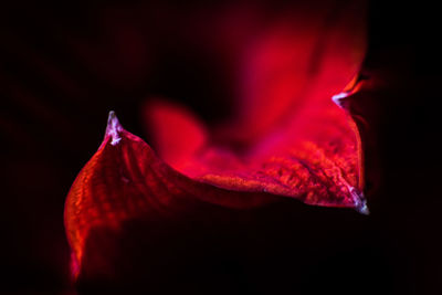 Close-up of fire against black background