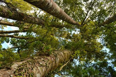 Low angle view of trees in forest