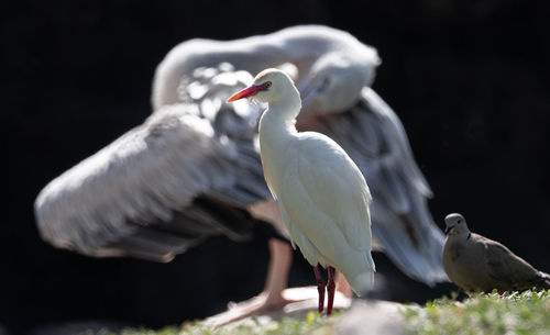 Seagull perching on a land
