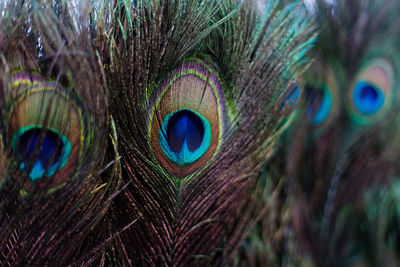 Close-up of peacock feathers